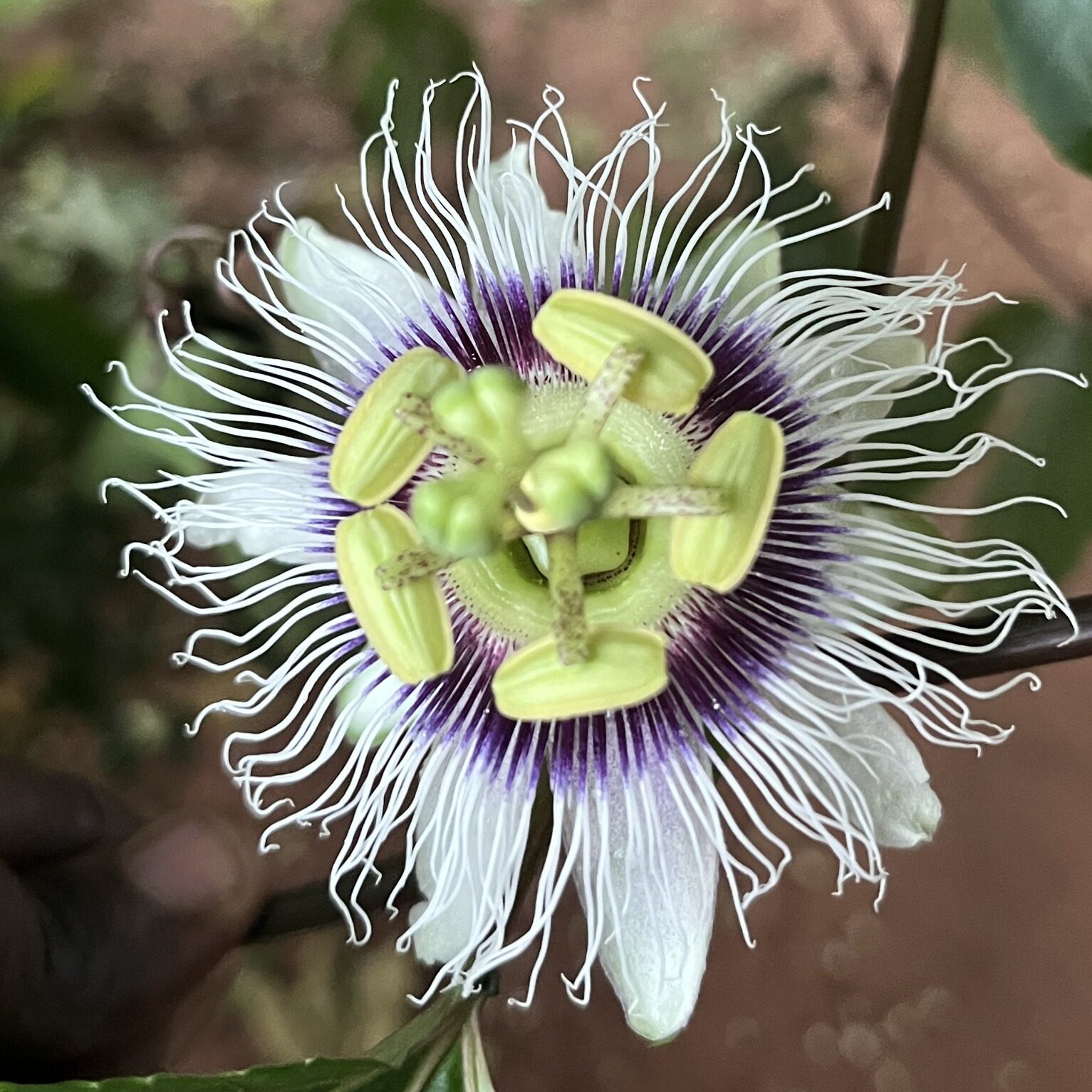 Pause & Bloom - Art & Nature Workshop