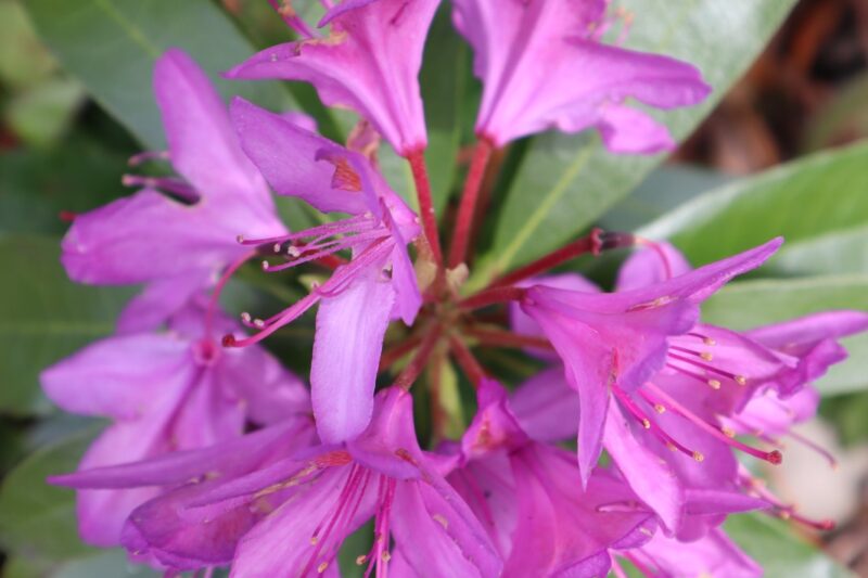 Flourish - Art & Nature Workshop