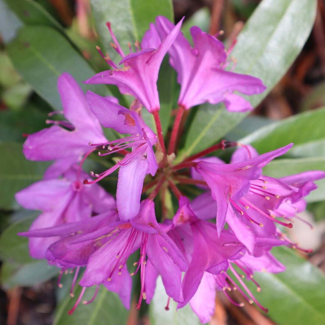 Flourish - Art & Nature Workshop